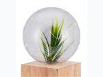 Terra Lights LED Illuminated Terrarium Globe